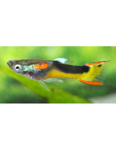 Endler Yellow Half Tuxedo couple (Guppy endler "Yellow Half Tuxedo") 1,5-2,5cm