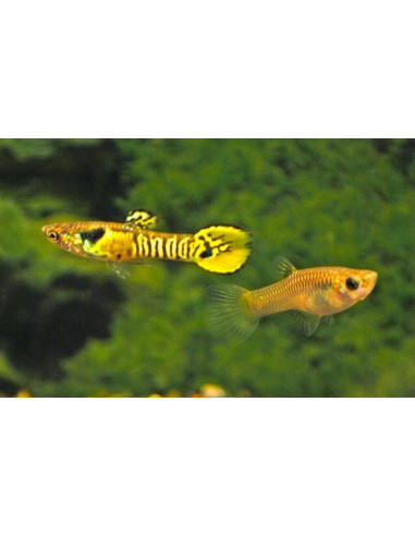 Guppy Endler Tiger couple (Guppy Endler Tiger) 1,5-2,5cm