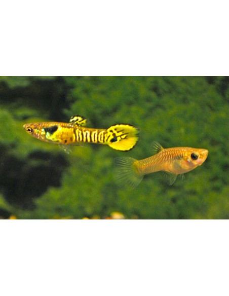 Guppy Endler Tiger couple (Guppy Endler Tiger) 1,5-2,5cm