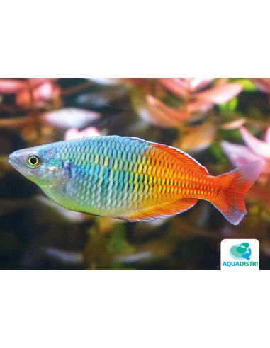 Melanotaenia Boesemani 4,5-5,5cm
