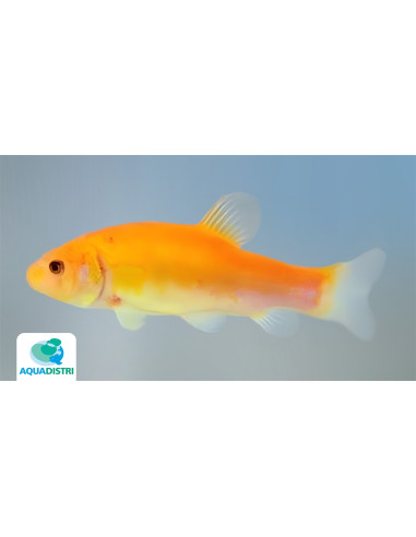 Tanche De Mongolie 8-11 Cm