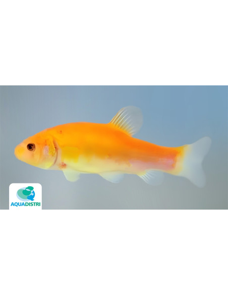 Tanche de Mongolie (Tanche de Mongolie) 5-8 Cm
