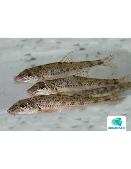 Goujon 12-15 Cm
