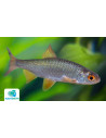 Gardon Ordinaire 7-10cm