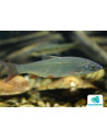 Nase commune (Nasen commun) 7-10 Cm