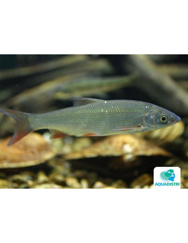 Nase commune (Nasen commun) 12-15 Cm