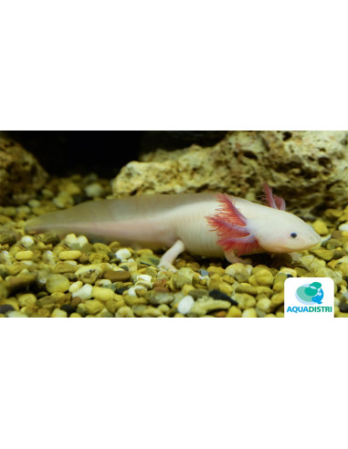 Axolotl leucistique (Ambystoma mexicanum Leucistic) 9-11cm
