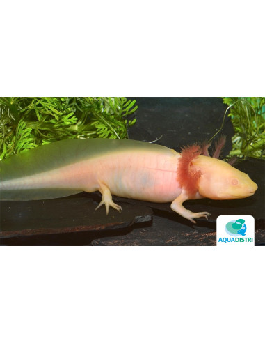 Axolotl gold albinos (Ambystoma mexicanum Gold Albino) 9-11cm