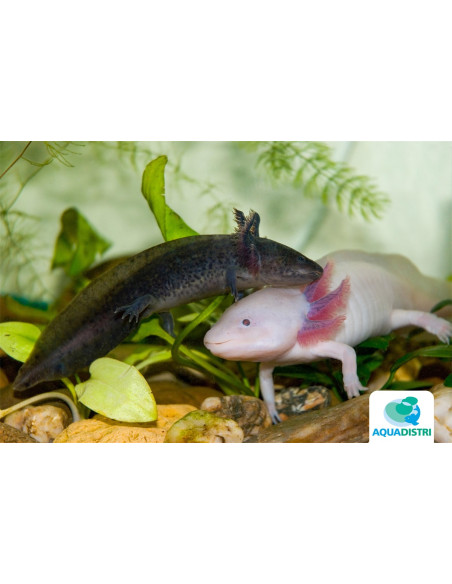 Axolotl mix (Ambystoma mexicanum Mix) 6-8 cm