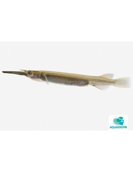 Dermogenys Pusilla Borealis Gold 2-3cm
