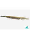 Dermogenys Pusilla Borealis Gold 2-3cm