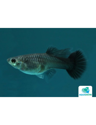 Guppy Tuxedo Black femelle (Poecilia reticulata Tuxedo Black) 3,5-4cm
