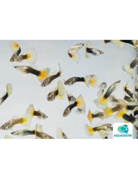 Guppy Half Black Yellow Delta mâle (Poecilia reticulata Half Black Yellow Delta) 3,5-4cm