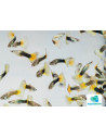 Poecilia Reticulatus Half Black Yellow Delta (M) 3,5-4cm