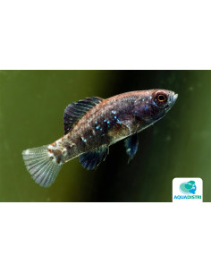 Elassoma Evergladei 1-1,5cm