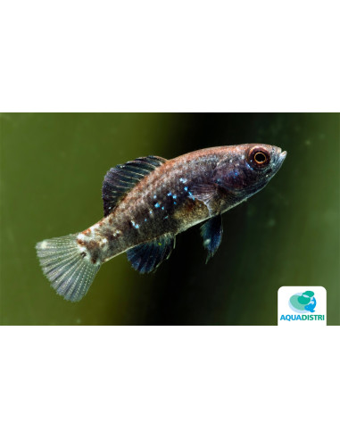 Elassoma Evergladei 1-1,5cm