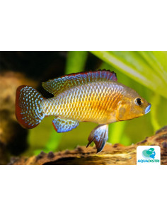 Pseudocrenil. Multicolor 2,5-3cm