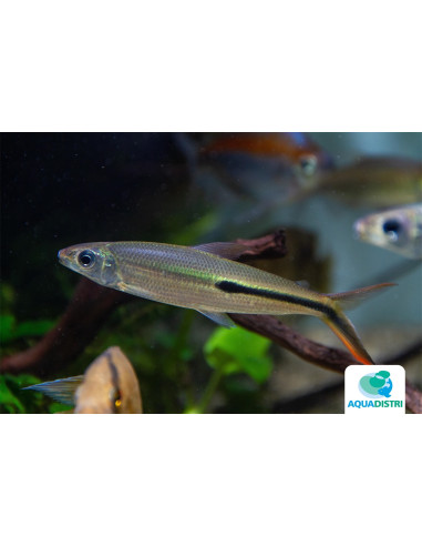 Hemiodopsis Gracilis 4-6cm Wild