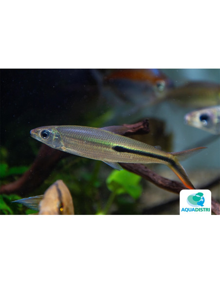 Hemiodopsis Gracilis 4-6cm Wild