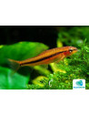 Petruichthys Sp. 'ROSY' 1,5-2cm Wild