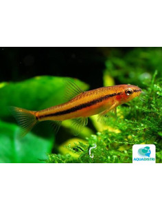 Petruichthys Sp. 'ROSY' 2-2,5cm Wild