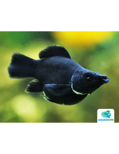 Poec.Latipina Black  Balloon 2,5-3cm