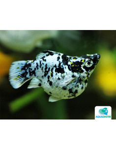 Poec.Latipina Dalmatien Balloon 2,5-3cm