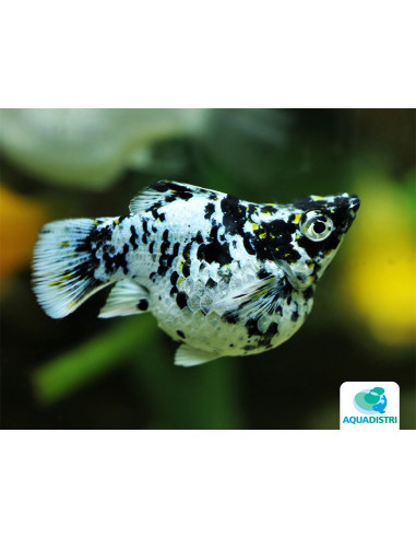 Poec.Latipina Dalmatien Balloon 2,5-3cm
