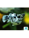 Poec.Latipina Dalmatien Balloon 2,5-3cm