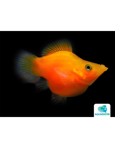 Poec.Latipina Red Balloon 2,5-3cm