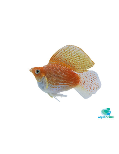 Poec.Latipina Sailfin Balloon Mix3-3,5cm