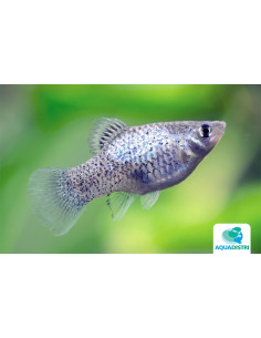 Platy Calico Blue (Xiphophorus maculatus) 2,5-3cm