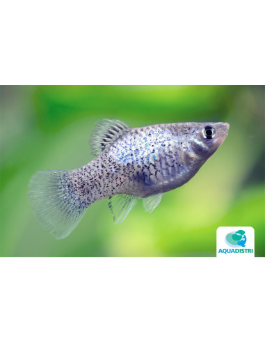 Platy Calico Blue (Xiphophorus maculatus) 2,5-3cm
