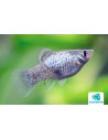 Platy Calico Blue (Xiphophorus maculatus) 2,5-3cm