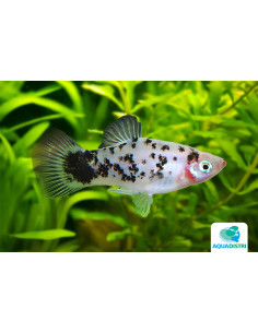 Platy Coffee (Xiphophorus maculatus) 2,5-3cm