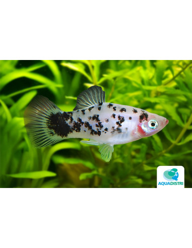 Platy Coffee (Xiphophorus maculatus) 2,5-3cm
