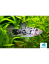 Platy Coffee (Xiphophorus maculatus) 2,5-3cm