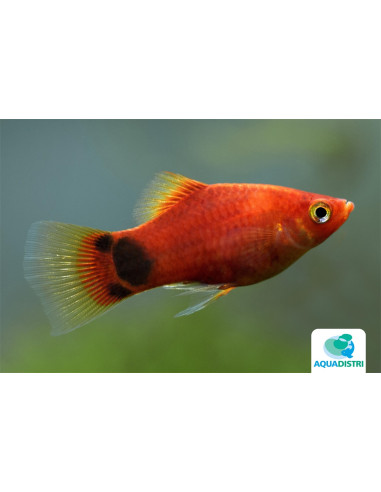 Platy Red Moon (Xiphophorus maculatus) 2,5-3cm