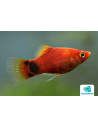 Platy Red Moon (Xiphophorus maculatus) 2,5-3cm