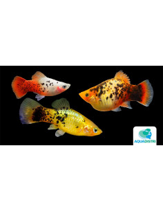 Platy Mix Calico (Xiphophorus maculatus) 2,5-3cm