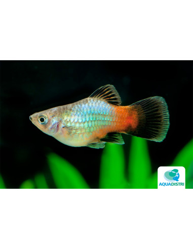Platy Rainbow (Xiphophorus maculatus) 2,5-3cm