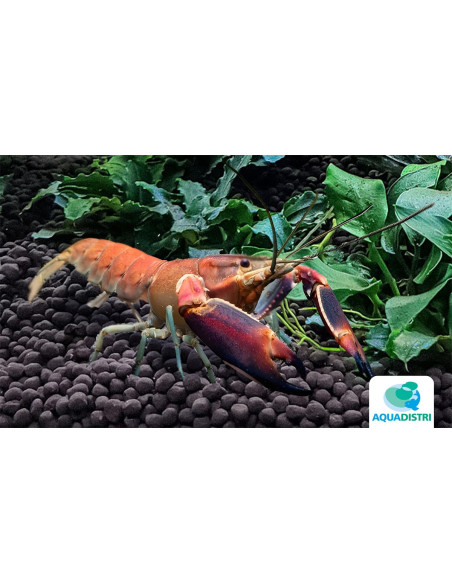 Cherax Sp. Boesemani Papuan Red Brick 5-7cm Wild
