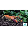 Écrevisse Boesemani Papuan Red Brick (Cherax sp. boesemani "Papuan Red Brick") 5-7cm Wild