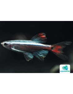 Néon du pauvre Longue nageoire (Tanichthys albonubes lini Lf) 2,5-3cm