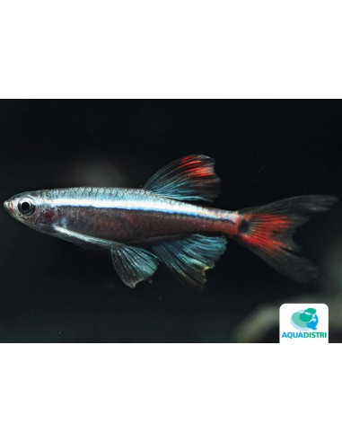 Néon du pauvre Longue nageoire (Tanichthys albonubes lini Lf) 2,5-3cm