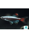 Néon du pauvre Longue nageoire (Tanichthys albonubes lini Lf) 2,5-3cm
