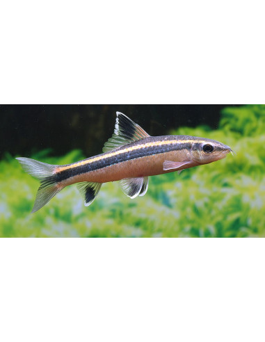 Epalzeorhynchus kalopterus (Epalzeorhynchus kalopterus) 4-5cm Wild