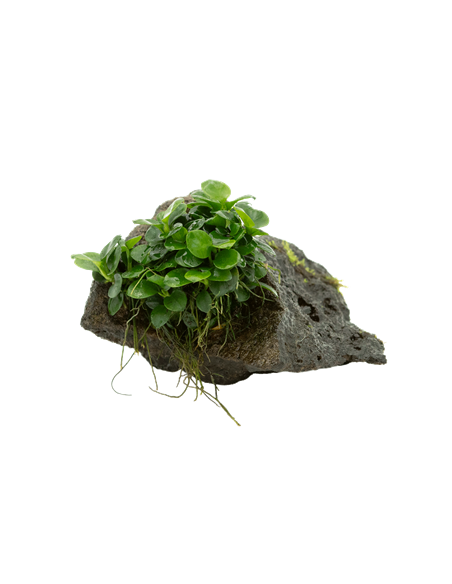 TROPICA Anubias barteri var. nana sur roche - Aquabota.com