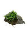 TROPICA Anubias barteri var. nana sur roche - Aquabota.com