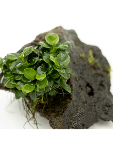TROPICA Anubias barteri var. nana sur roche - Aquabota.com